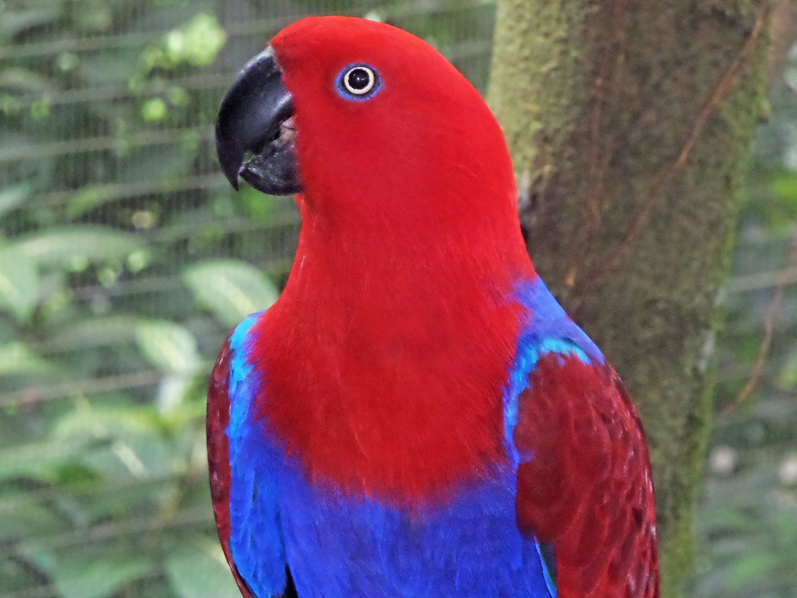 Papagaio-eclectus