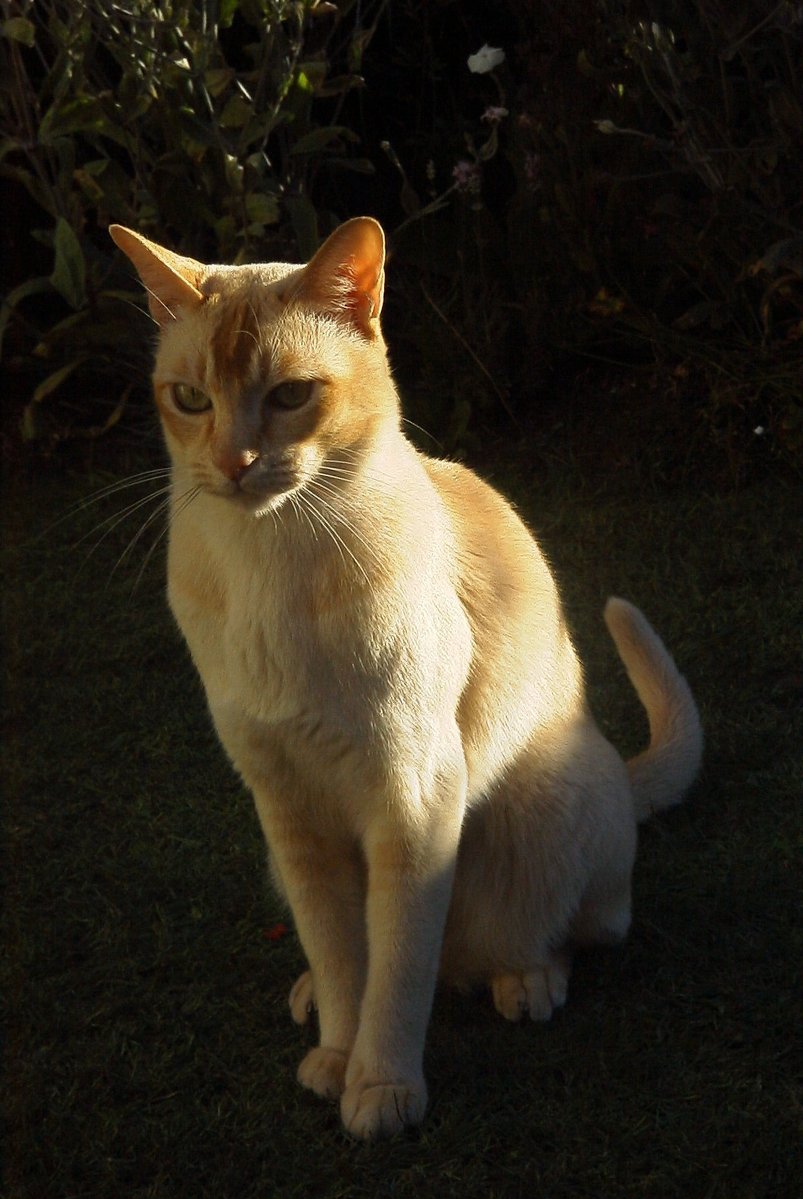 Cat in shadow