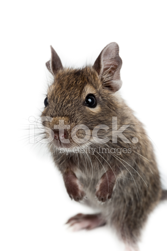 일반적인 Degu, Brush-Tailed 쥐 Octodon Degus 스톡 사진 | FreeImages