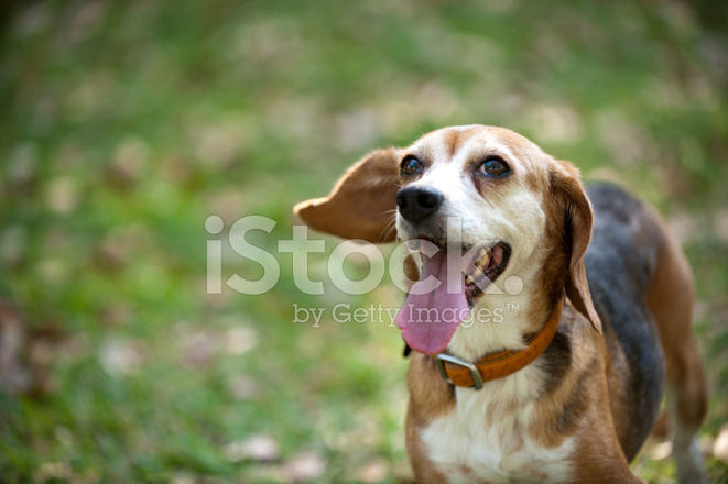 Beagle Smiling Stock Photo | Royalty-Free | FreeImages