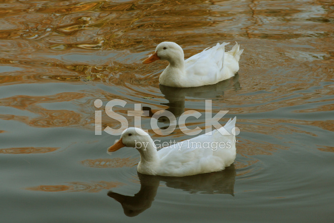 Two Ducks In Lake