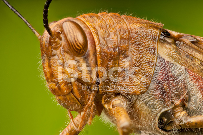 Macro Head And Thorax Of A Grasshopper Stock Photo | Royalty-Free ...