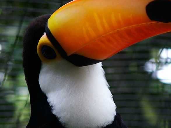 Native Brazilian Toucan by the Pool Free Photo Download | FreeImages